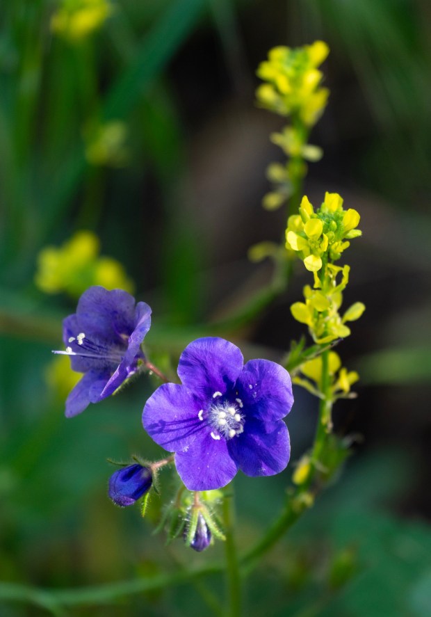 Wildflowers bloom along the Wilderness Trail in Santiago Oaks Regional Park in Orange, on Saturday morning, February 28, 2026. (Photo by Mark Rightmire, For the Orange County Register/SCNG)