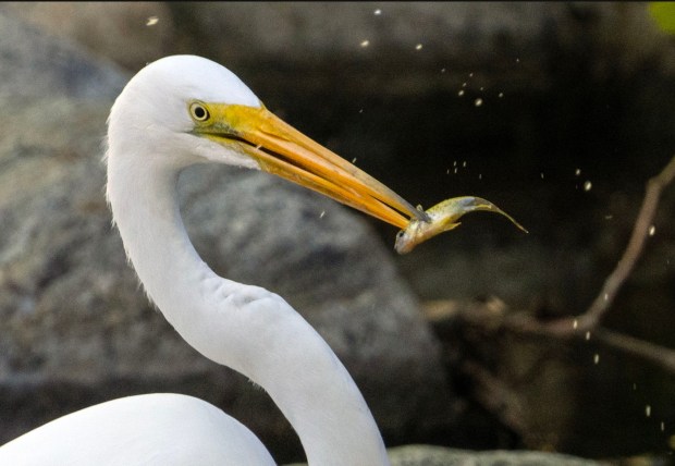 An egret catches a small fish in its bill as it stands in the waterfall between the ponds at Irvine Regional Park in Orange on Friday morning, February 27 2026. (Photo by Mark Rightmire, For the Orange County Register/SCNG)