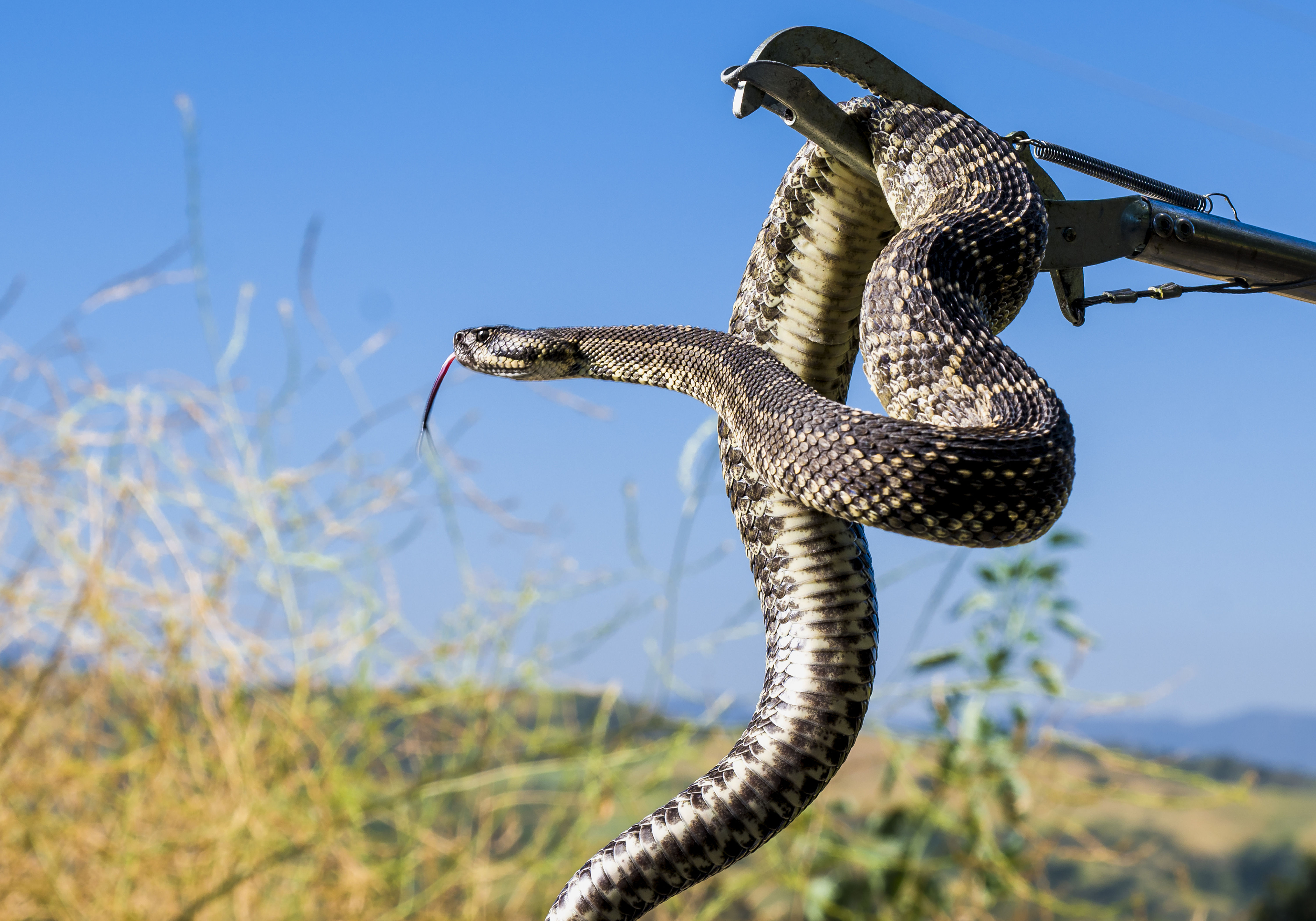 A captured rattlesnake held with snake tongs by Jason Magee...