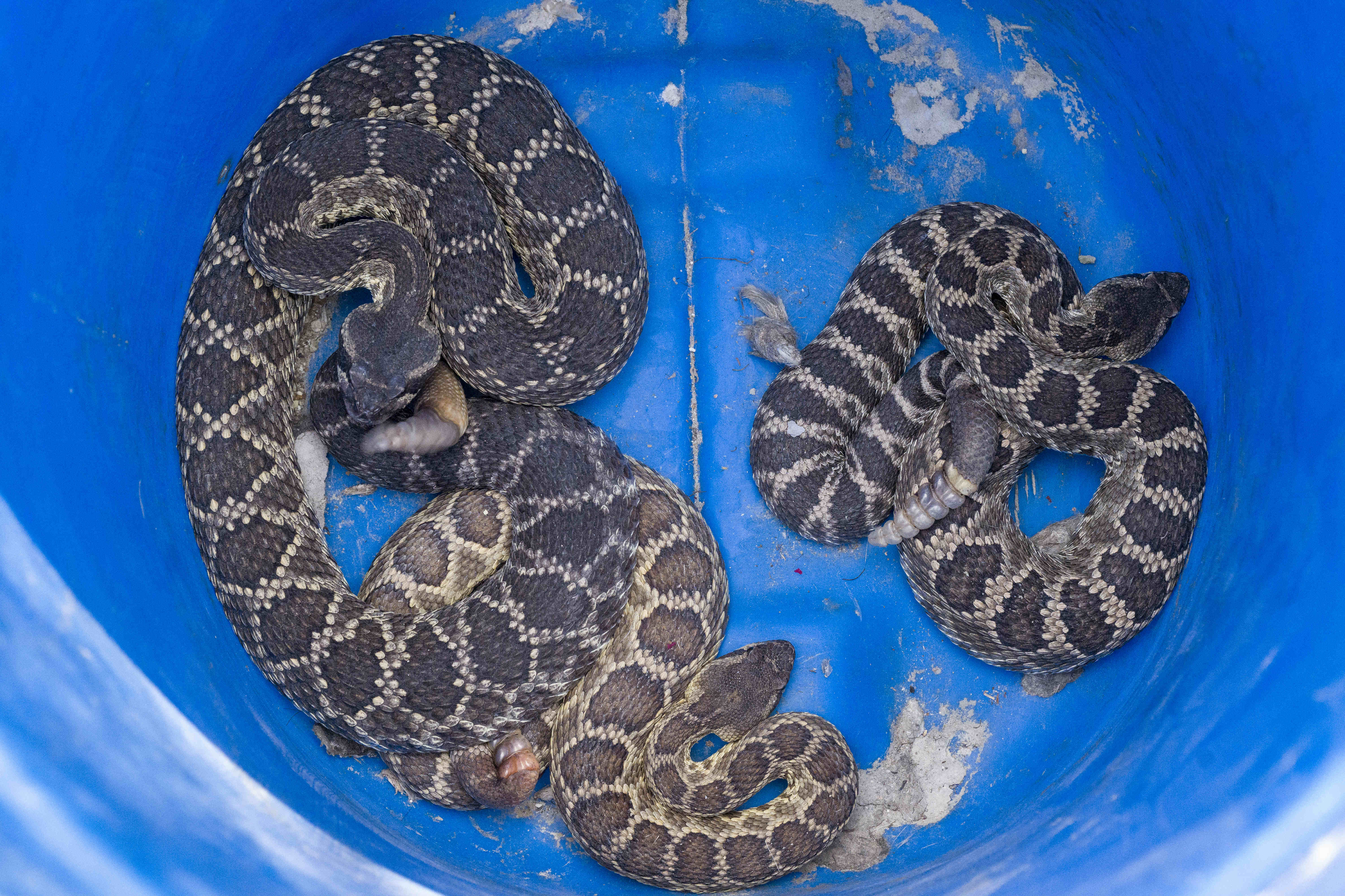 Jason Magee of OC Snake Removal uses a plastic barrel...
