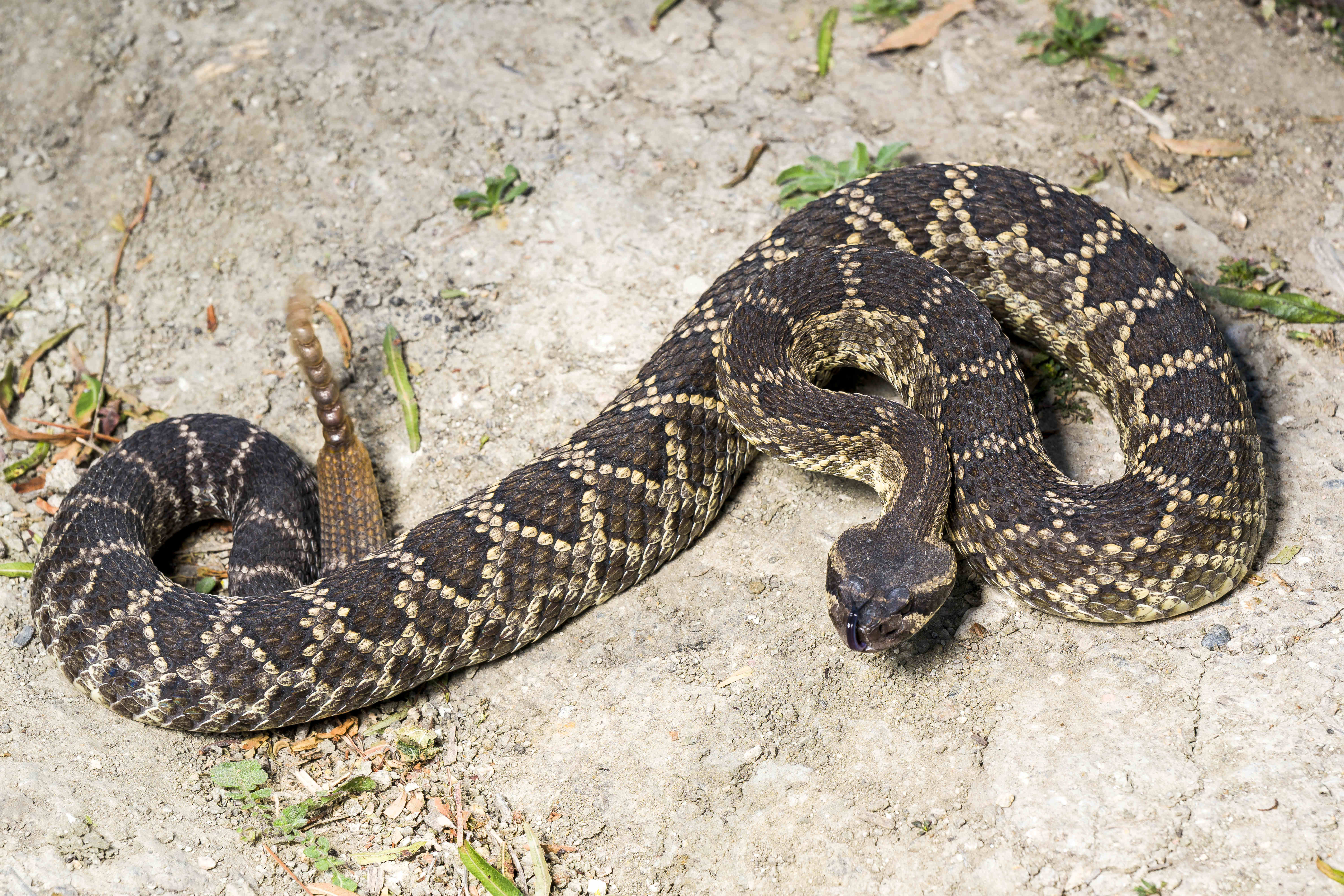 A rattlesnake near Beebe Park in Mission Viejo on Tuesday,...