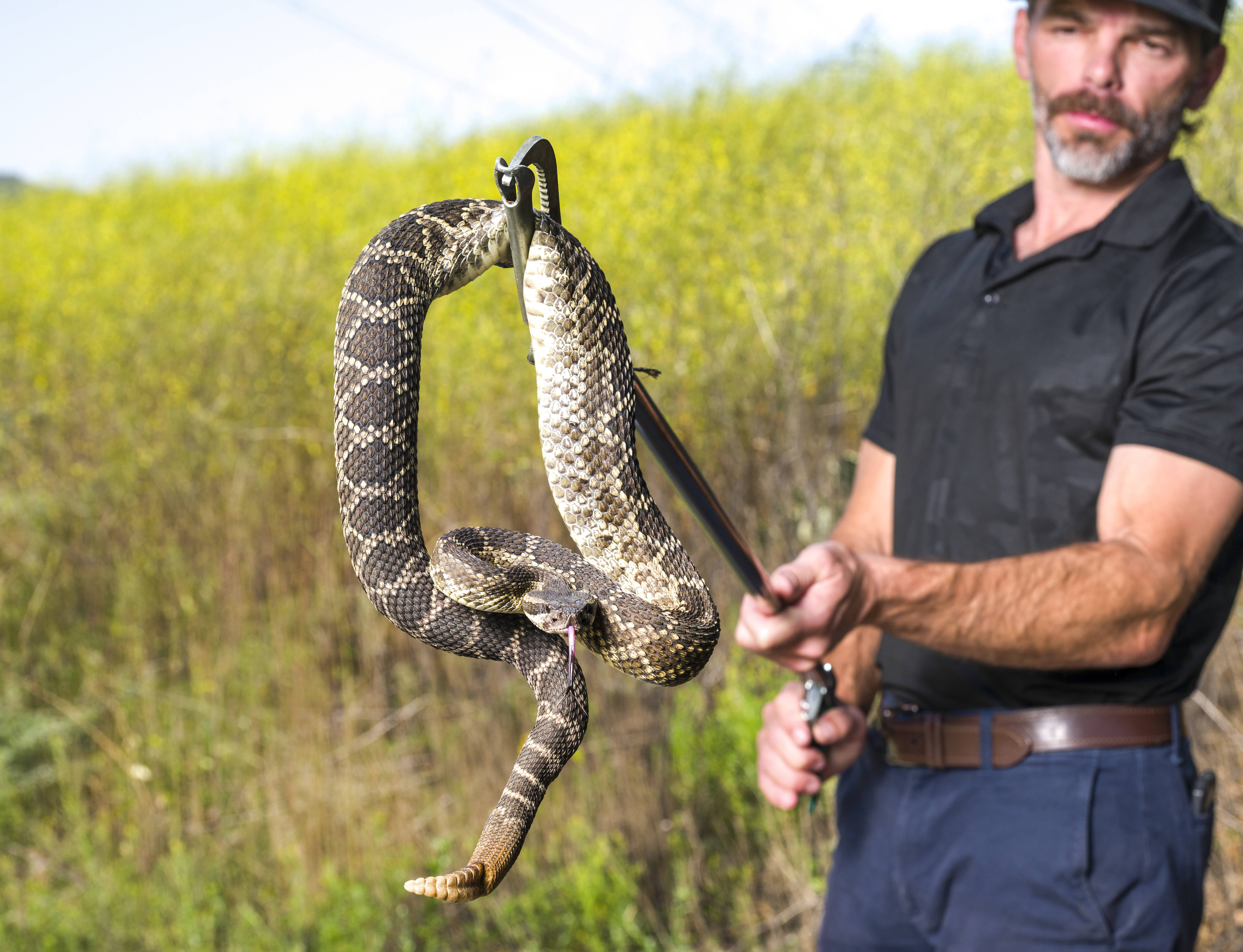 Jason Magee of OC Snake Removal with a captured rattlesnake...