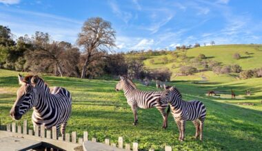 A 137-Acre California Preserve Hits the Market for $5.1 Million