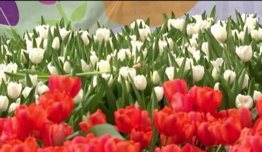 Over 80,000 free tulips to be handed out Saturday at Union Square – NBC Bay Area