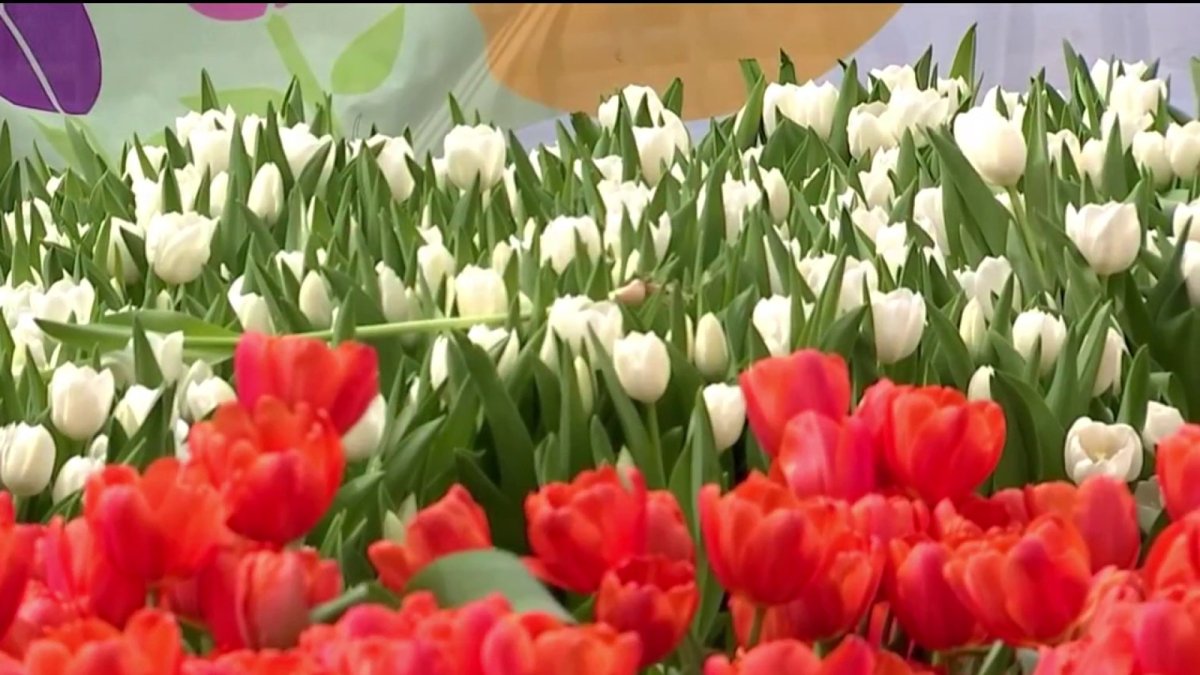 Over 80,000 free tulips to be handed out Saturday at Union Square – NBC Bay Area