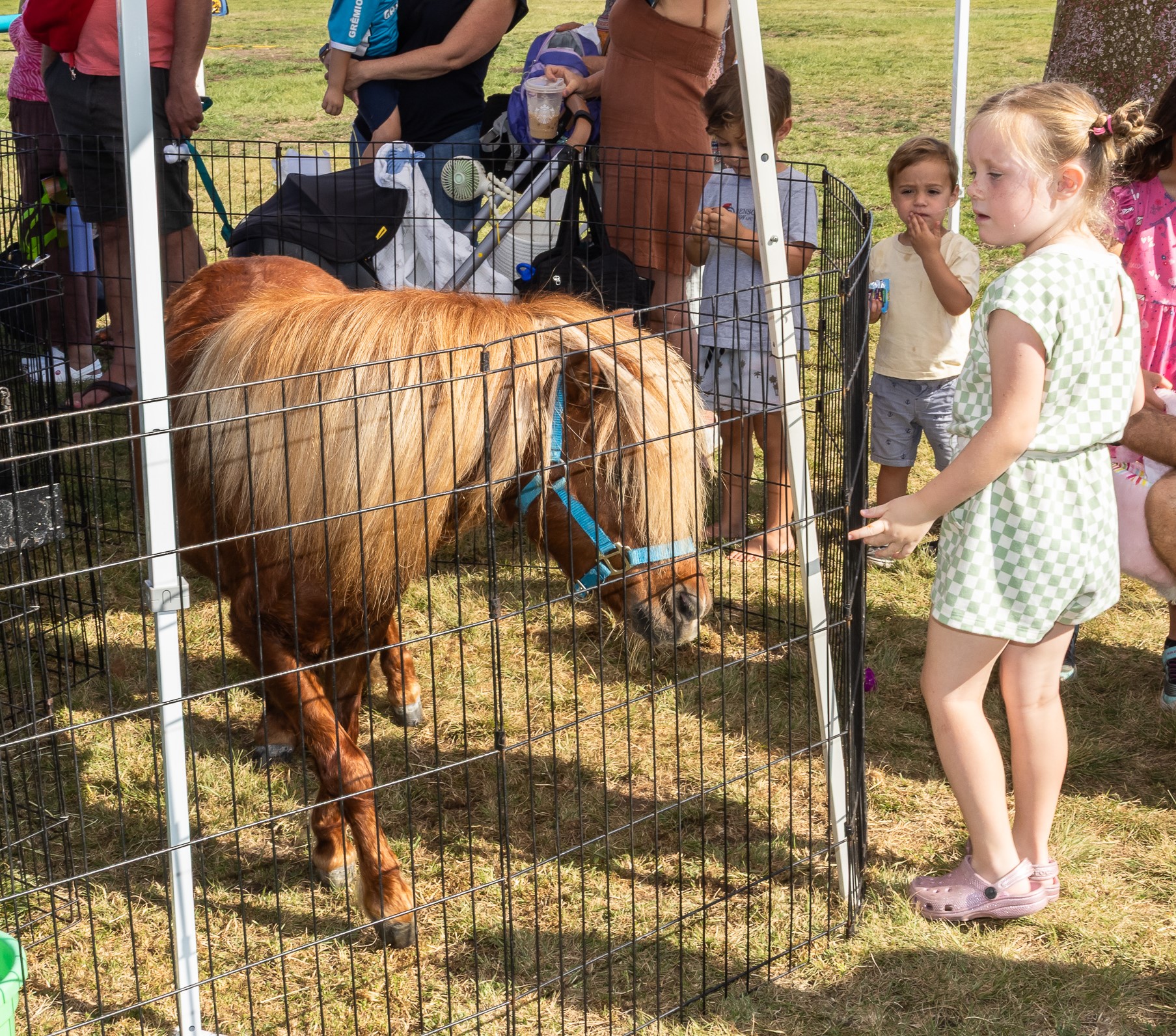 Ava Jefferson looking at a pony in the petting zoo....