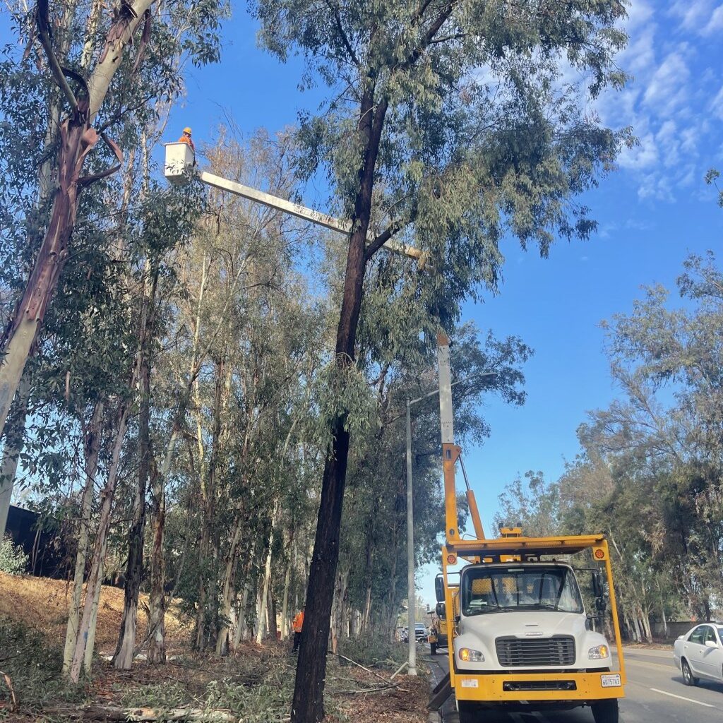 Mass removal of trees in Poway diminishes the city – San Diego Union-Tribune