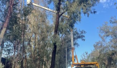 Mass removal of trees in Poway diminishes the city – San Diego Union-Tribune