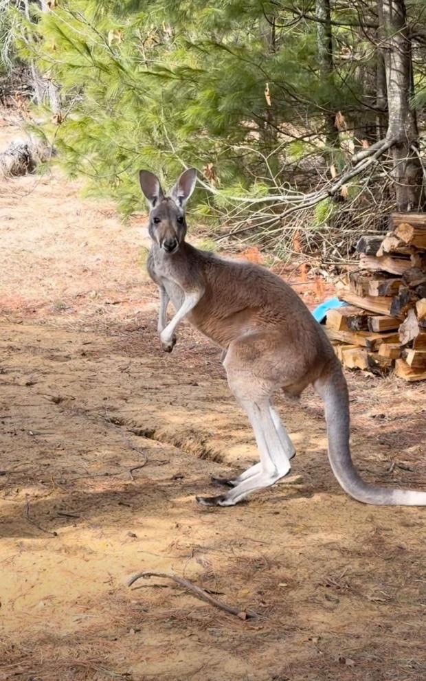  Chesney the kangaroo near Sunshine Farm, in Necedah, Wisconsin.