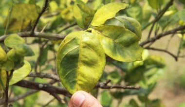 Huanglongbing citrus quarantine has spread to Ramona