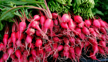 Long Beach Radish Festival returns April 18