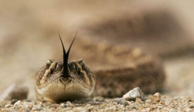 Costa Mesa man dies after being bit by rattlesnake – NBC Los Angeles