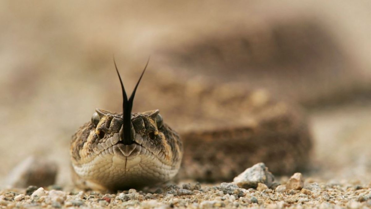 Costa Mesa man dies after being bit by rattlesnake – NBC Los Angeles