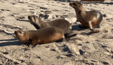 3 sea lion pups released into ocean in Redondo Beach – NBC Los Angeles