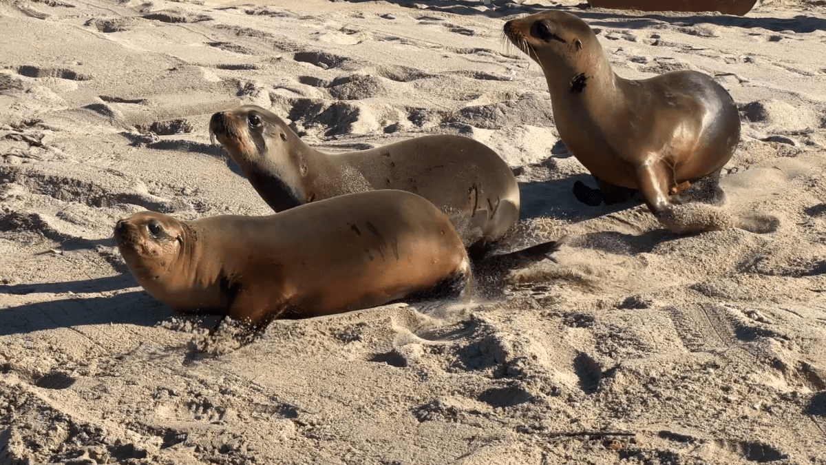 3 sea lion pups released into ocean in Redondo Beach – NBC Los Angeles