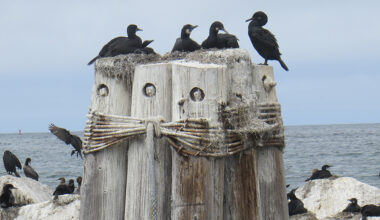 Seabirds on the coast. CDFW photo