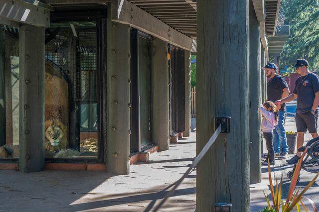 Visitors to the Sacramento Zoo look toward Slamson, a male lion, hoping also to see Binti, a female, on last week. The zoo has over 400 animals, drawing about half a million visitors annually.