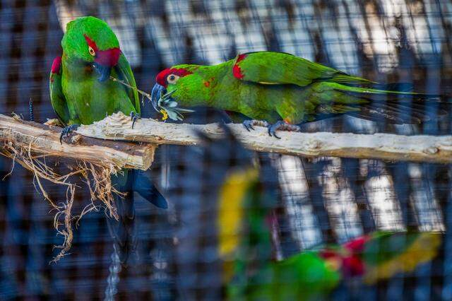 Thick-billed parrots share a piece of bamboo at the Sacramento Zoo on March 12. The zoo breeds the parrots as part of an endangered species program and plays a role in national coordination for the species’ care and conservation.