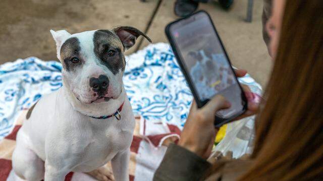 Brittani Peterson, the social media manager for Sacramento County Animal Care Services, takes photos of Freckles at the Bradshaw Animal Shelter in Sacramento County on Monday, Nov. 24. The county on Thursday announced a $360,000 donation from the estate of animal lover Robert W. Steger, who died in August.