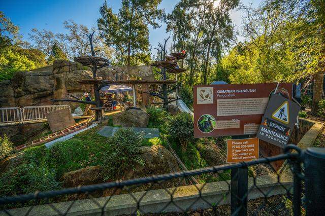 Construction is ongoing at the new Sumatran orangutan exhibit at the Sacramento Zoo on March 12. Matt McKim, the zoo’s chief animal programs director, said the exhibit — which is scheduled to open by early May — focuses on the orangutans’ welfare while also improving the visitor experience.