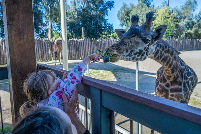 Navy Hyden, 2, feeds Cheyenne, one of the Sacramento Zoo’s five Masai giraffes, during a visit to the zoo on March 12. An expansion of the zoo could allow for a safer drop-off zone for visiting school children.