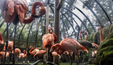 Sacramento City Council to consider studying zoo expansion