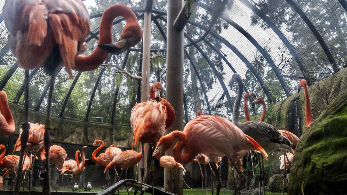 Sacramento City Council to consider studying zoo expansion