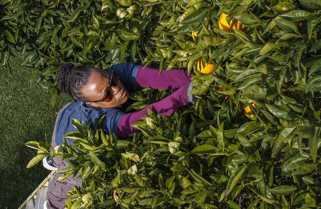 Kelle Byrd, of Stockton, a volunteer with Community Fruit based in Oak Park picks oranges at a home in River Park on Monday, Feb. 23, 2026.