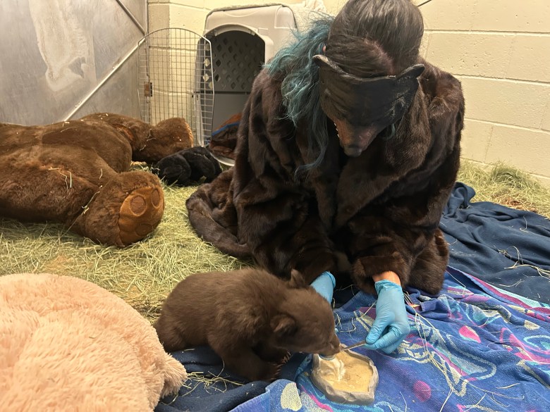 A wildlife handler feeding two orphaned bear cubs. In order to avoid habituation to humans, the handlers have to dress up like bears. (Photo courtesy SDHS)