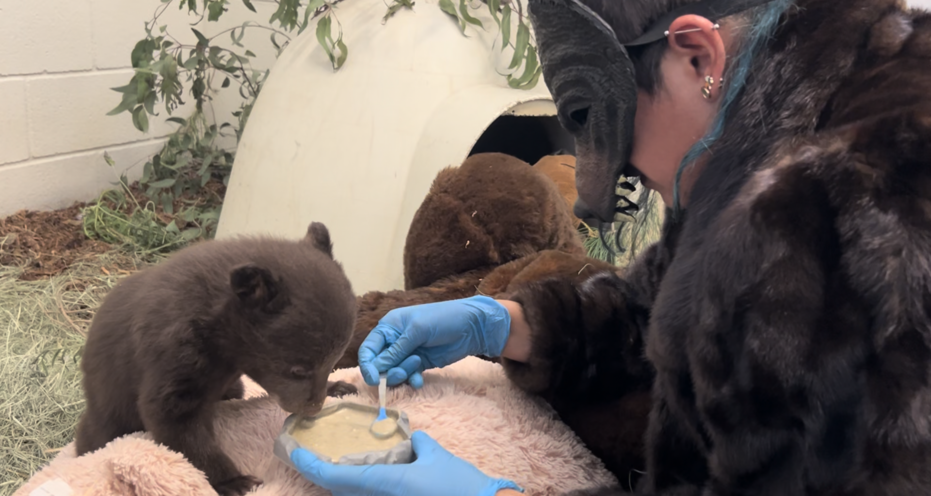 Morning Report: Keeping Orphan Bear Cubs Wild