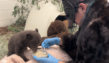Morning Report: Keeping Orphan Bear Cubs Wild