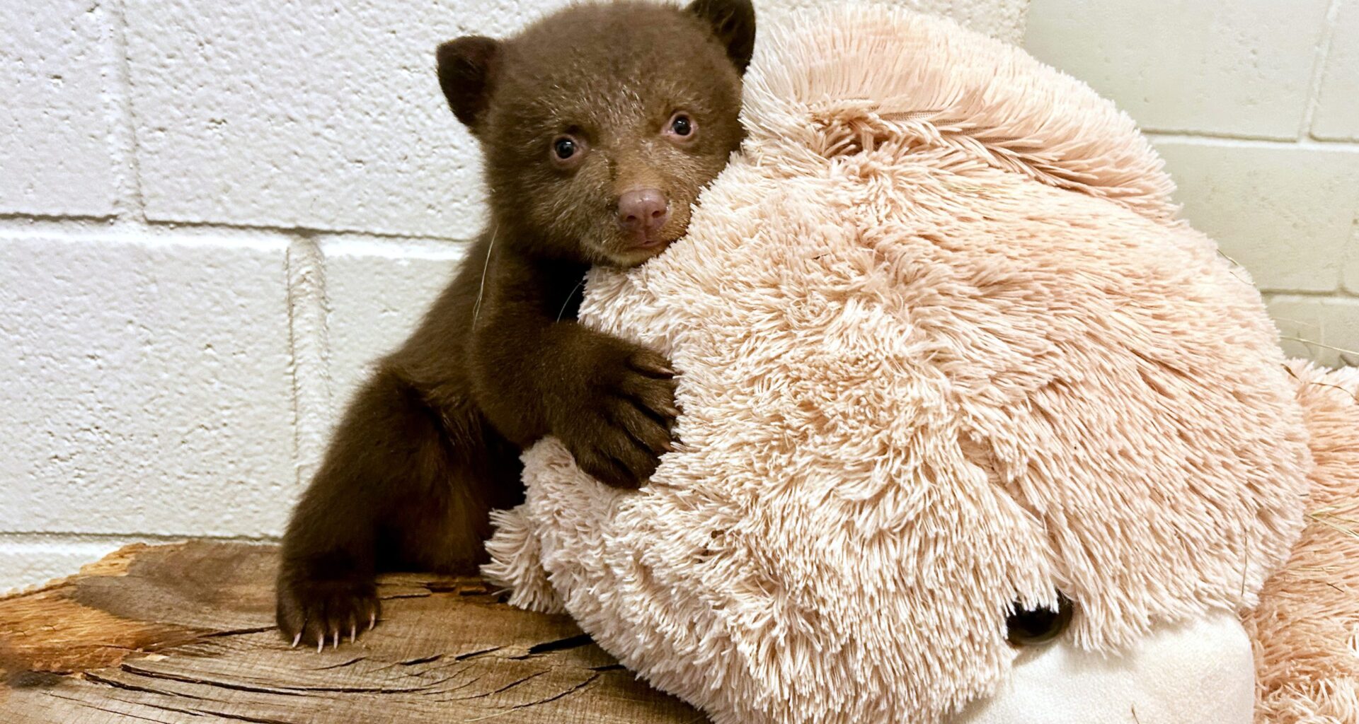 Humane Society takes in two orphaned bear cubs from Monrovia