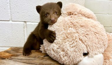 Humane Society takes in two orphaned bear cubs from Monrovia
