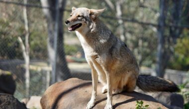 Humane Society encourages coexistence, not conflict during Coyote Awareness Week – NBC 7 San Diego