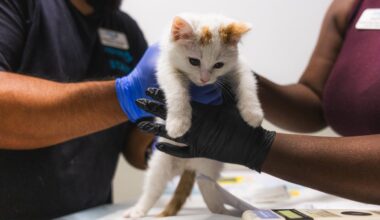 SD Humane society herding 34 news cats, kittens due to overcrowding in Stockton, CA – NBC 7 San Diego