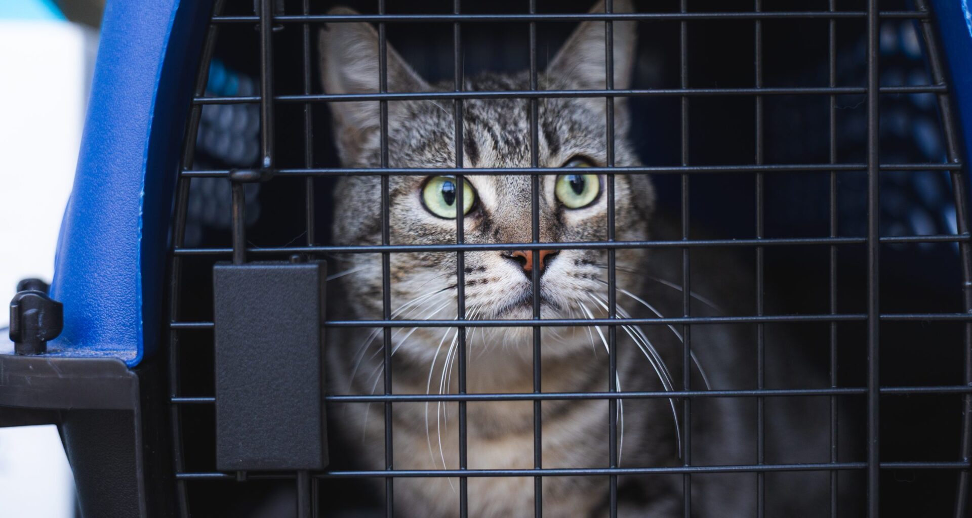 San Diego taking in Stockton shelter cats to aid overcrowding there