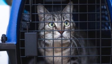 San Diego taking in Stockton shelter cats to aid overcrowding there