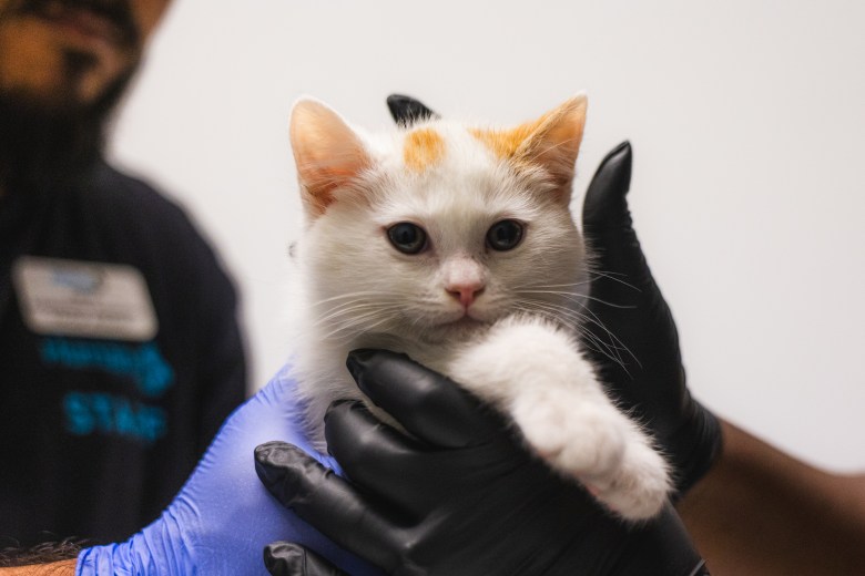 One of 34 cats transferred from the Stockton Animal Shelter to the San Diego Humane Society. (Photo courtesy San Diego Humane Society)