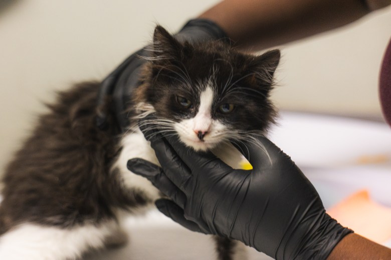 One of 34 cats transferred from the Stockton Animal Shelter to the San Diego Humane Society. (Photo courtesy San Diego Humane Society)
