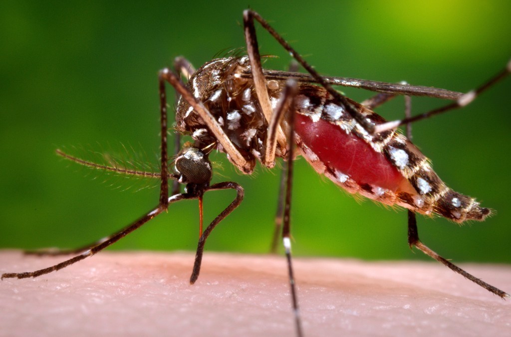 Santa Clara County weighs fees to fight disease and invasive mosquitoes