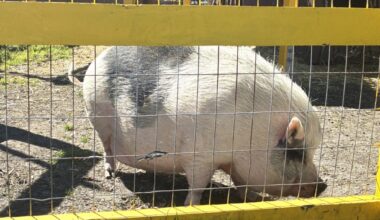 Barnyard animals help children with special needs in Sunnyvale – East Bay Times