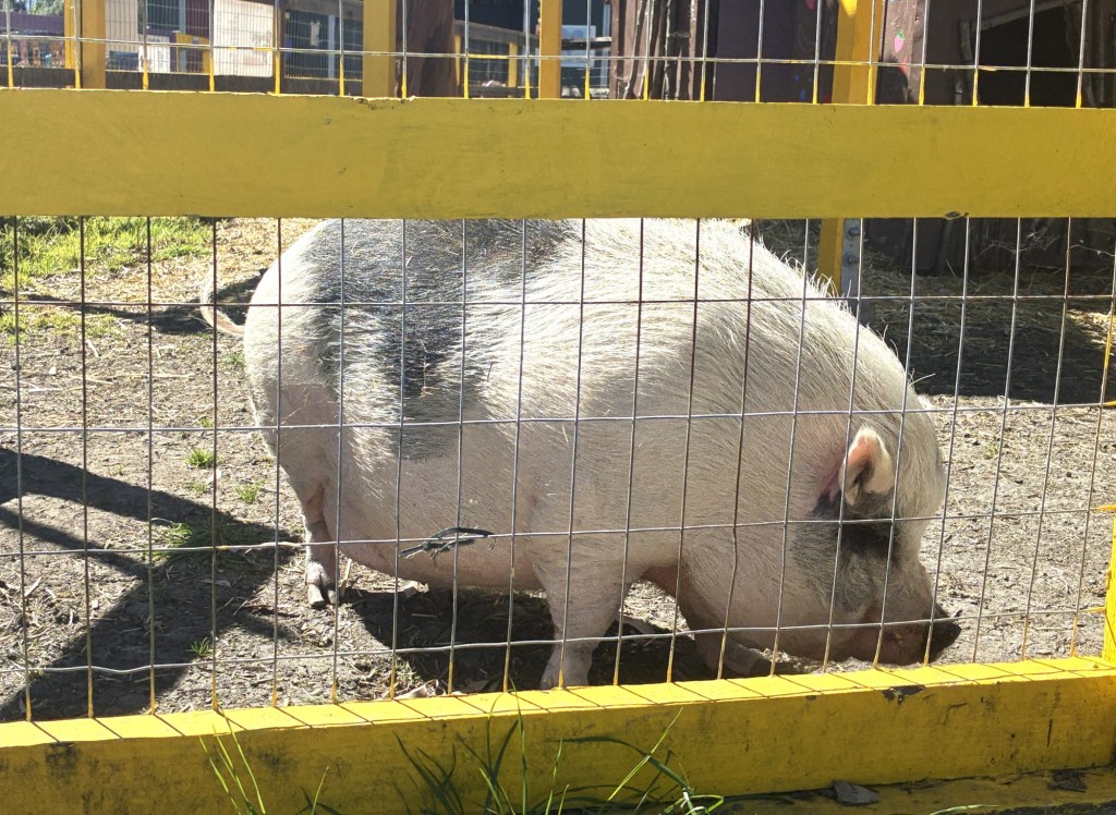 Barnyard animals help children with special needs in Sunnyvale – East Bay Times