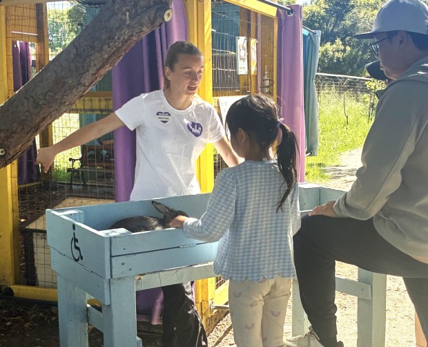 A visitor gets a close look at a bunny at Animal Assisted Happiness in Sunnyvale on Sunday, March 8, 2026. (Avani Kumar/Mosaic)