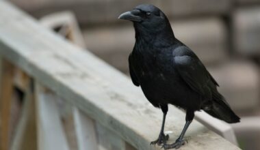 Why are crows pecking away at a freshly painted wall in Alameda?
