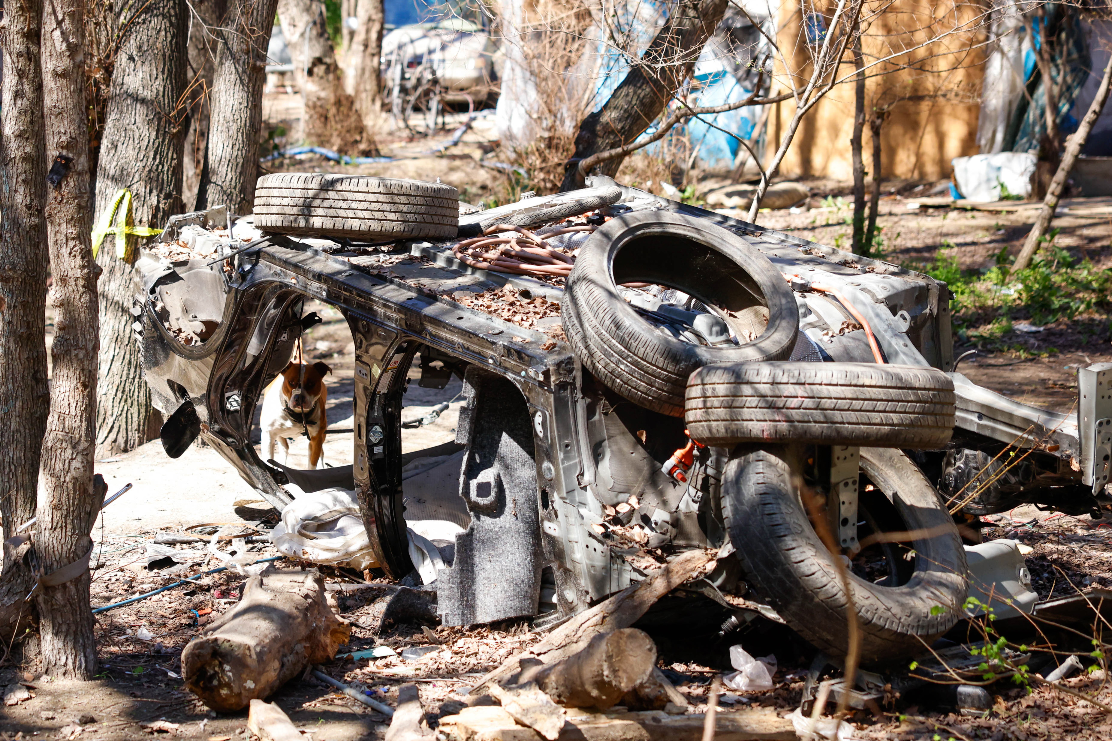 A dog peaks past a burnt down car at the...