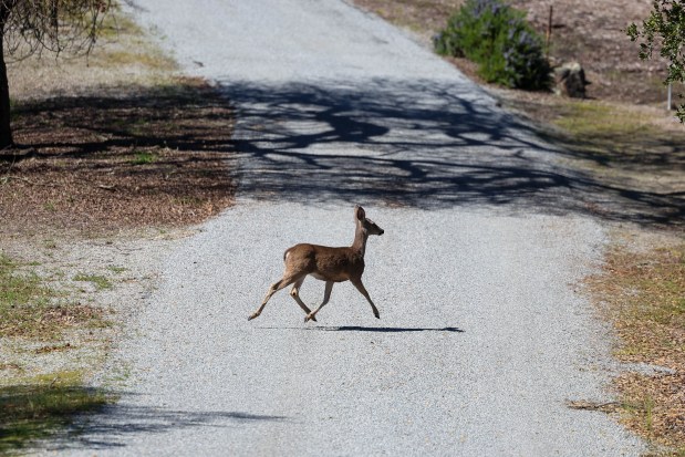 A deer crosses the road at Mead Ranch in Morgan Hill, Calif., on Friday, Feb. 27, 2026. The Peninsula Open Space Trust, a nonprofit environmental group based in Palo Alto, purchased a 1,921-acre property between San Jose and Morgan Hill that had been owned by members of the Bechtel family and sold for $24.3 million. (Ray Chavez/Bay Area News Group)