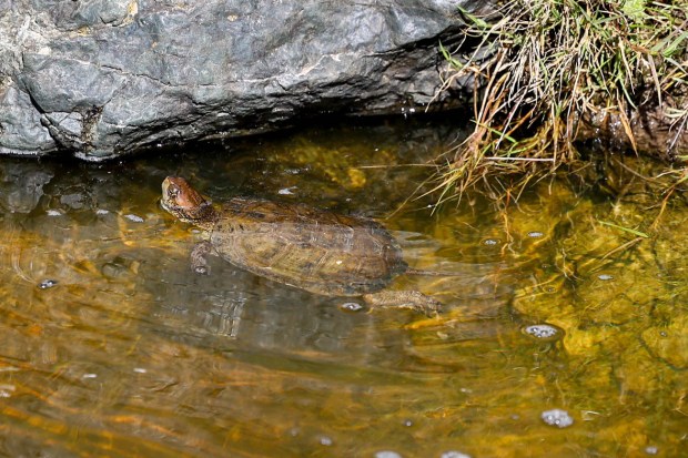 A western or northwestern pond turtle swims in a pond at Mead Ranch in Morgan Hill, Calif., on Friday, Feb. 27, 2026. The Peninsula Open Space Trust, a nonprofit environmental group based in Palo Alto, purchased a 1,921-acre property between San Jose and Morgan Hill that had been owned by members of the Bechtel family and sold for $24.3 million. (Ray Chavez/Bay Area News Group)