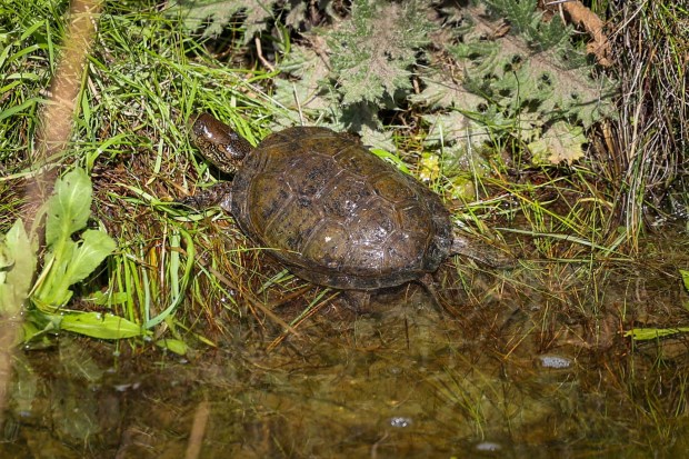 A western or northwestern pond turtle swims in a pond at Mead Ranch in Morgan Hill, Calif., on Friday, Feb. 27, 2026. The Peninsula Open Space Trust, a nonprofit environmental group based in Palo Alto, purchased a 1,921-acre property between San Jose and Morgan Hill that had been owned by members of the Bechtel family and sold for $24.3 million. (Ray Chavez/Bay Area News Group)