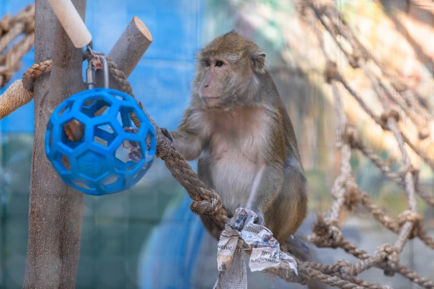 A crab-eating macaque perches near a toy at the Folsom Zoo Sanctuary. (Courtesy Folsom Zoo Sanctuary)
