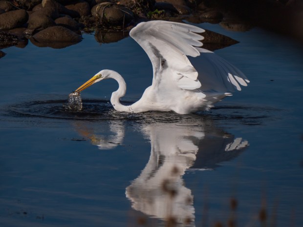 A great egret catches a fish on Lake Natoma. (Getty Images/iStockphoto)